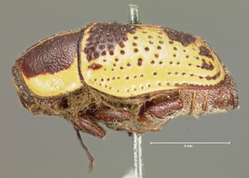Media type: image; Entomology 8828   Aspect: habitus lateral view